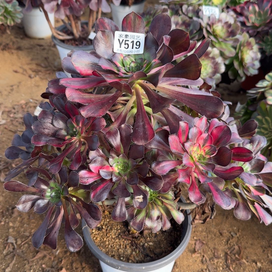 519花蝴蝶官服30左右2