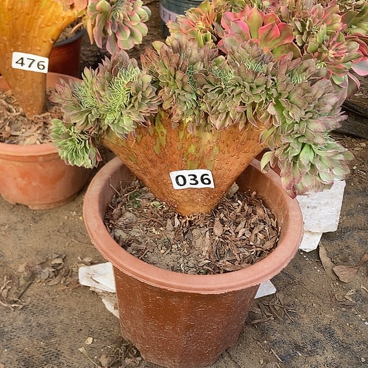 036海王老庄缀化特价