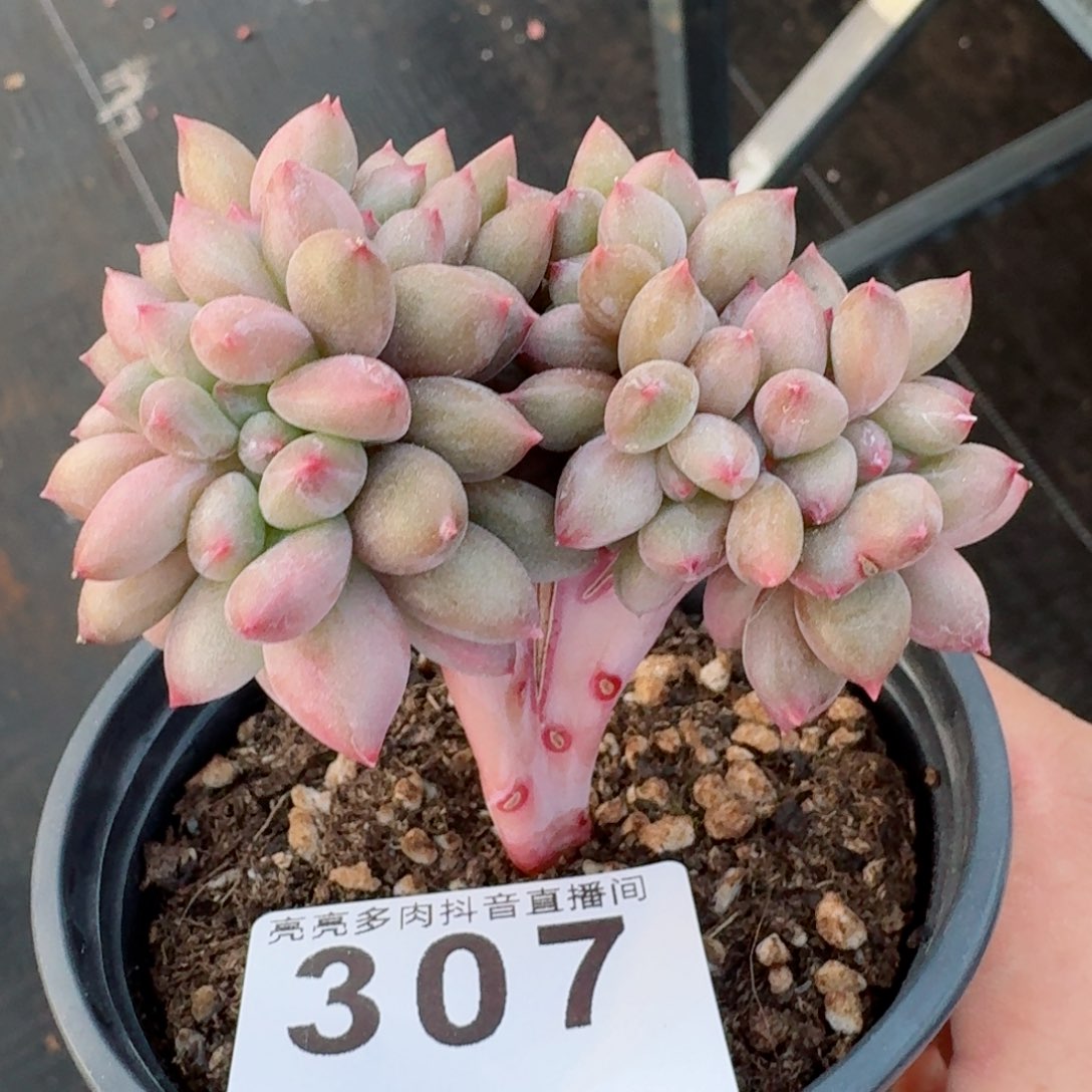 桃花源树桩缀化         多肉植物