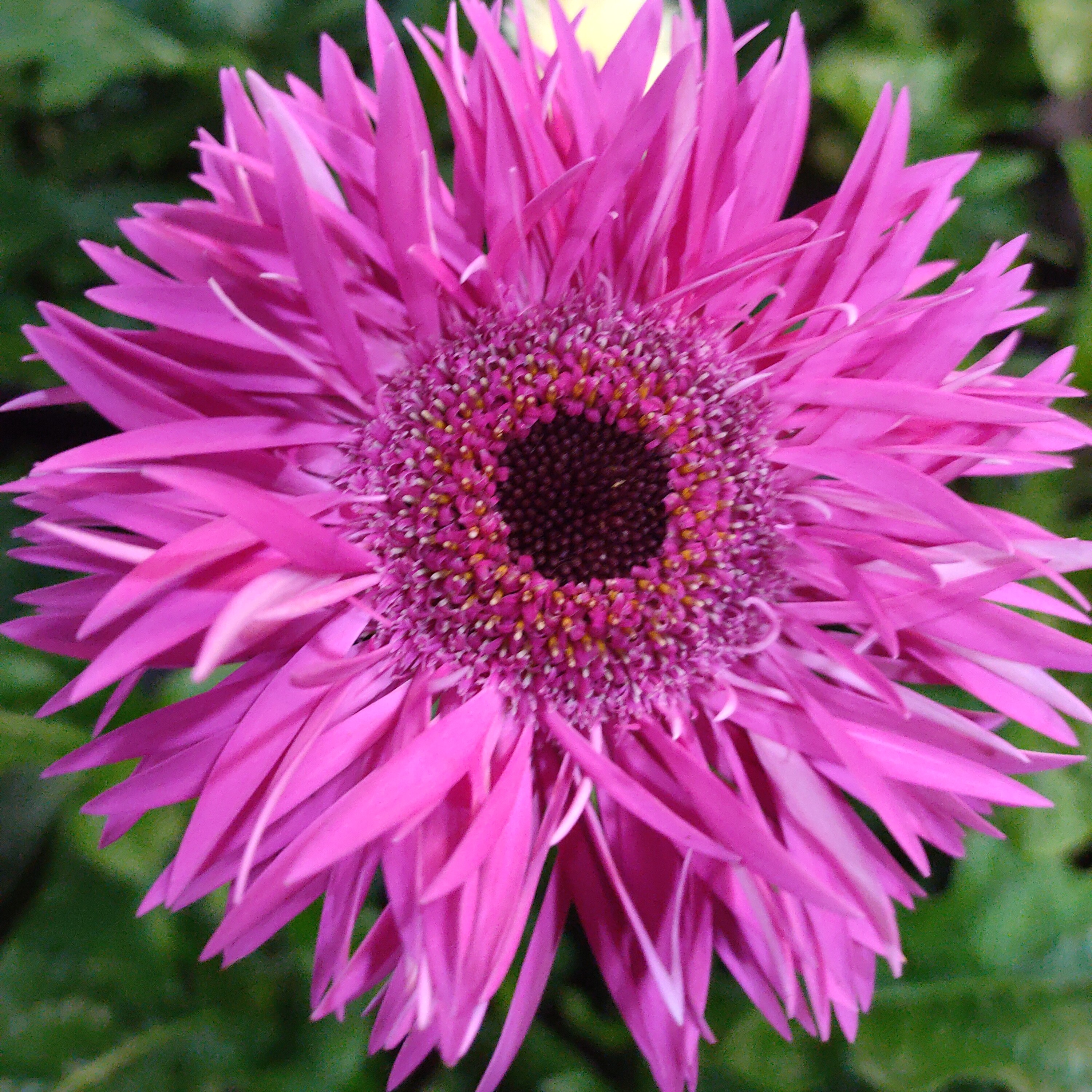 （紫苏）高杆非洲菊四季开花多年生宿根苗花卉地栽盆栽阳台庭院室外
