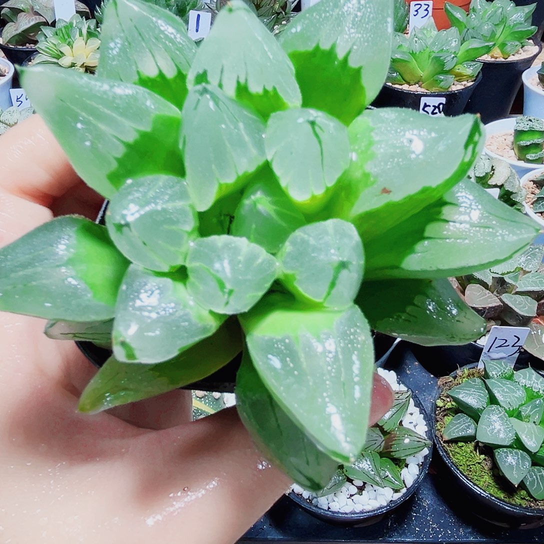 冰城多肉植物66666