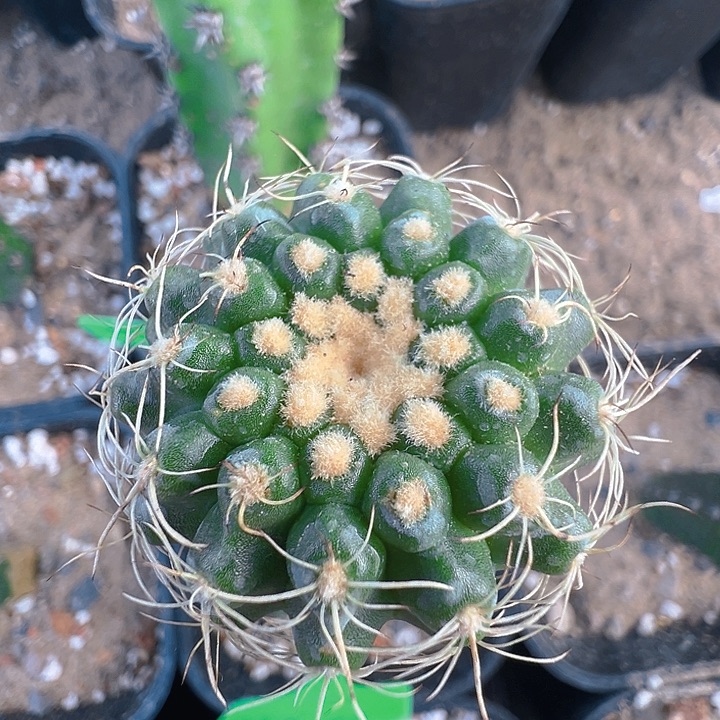 富美丸。 苗接。     