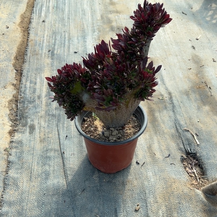 11黑法师缀多肉多肉多肉多肉