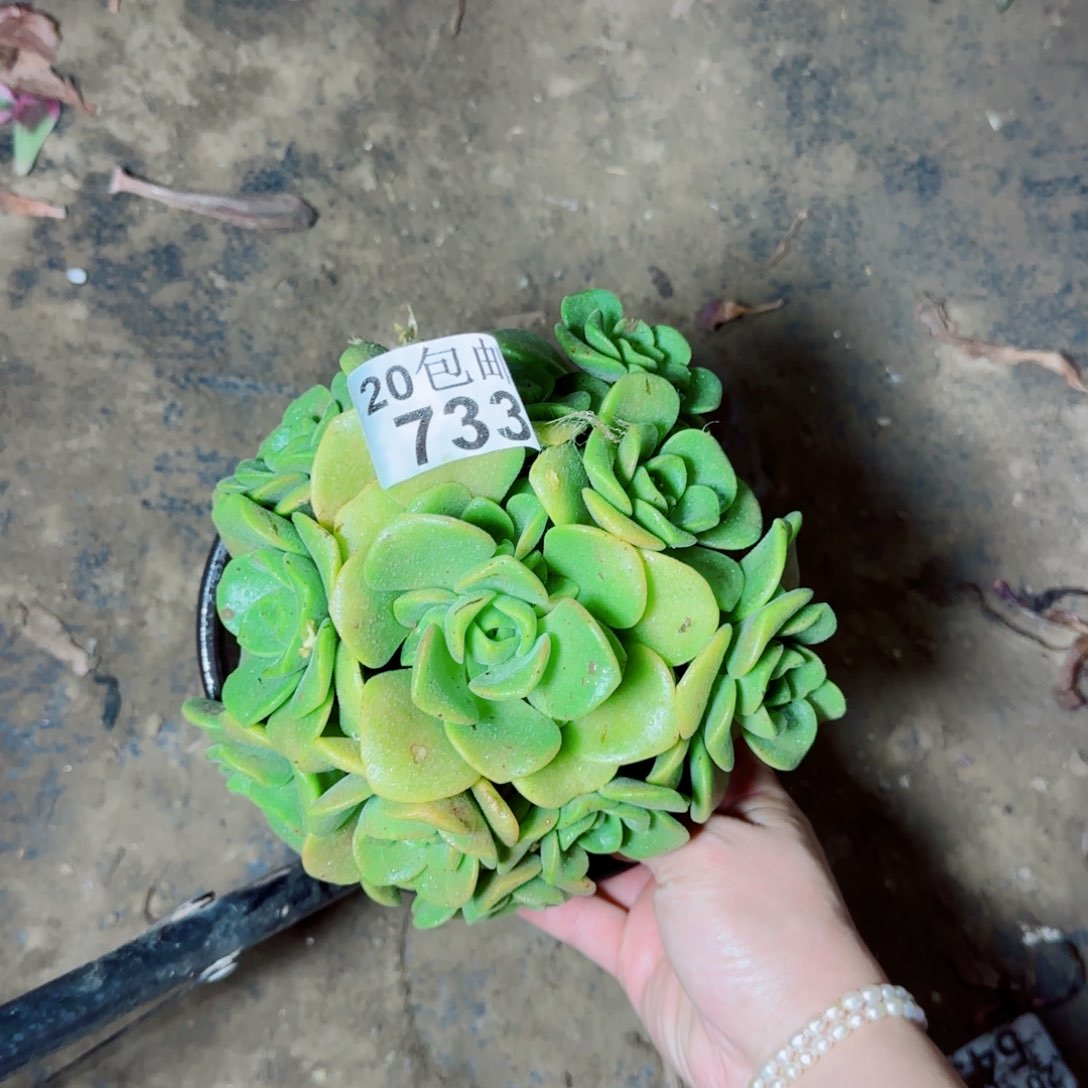 百合丽丽多肉733满20包邮断枝不包