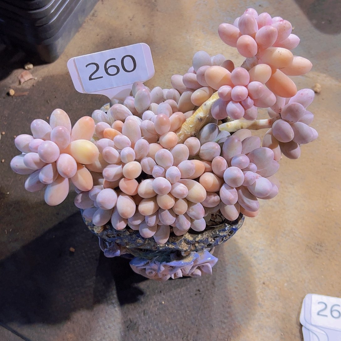 一****?260紫汤圆48元元元