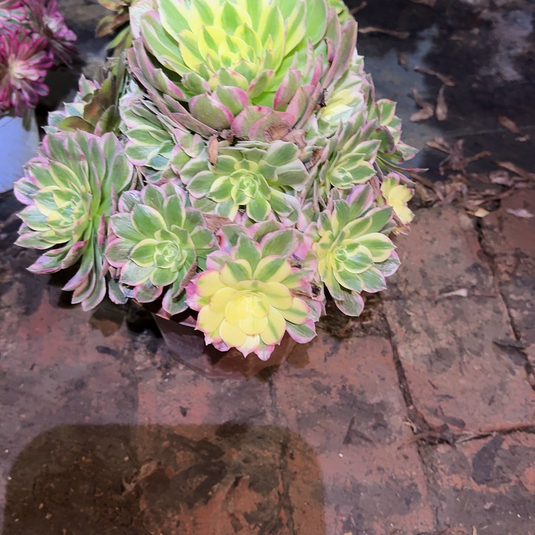 多肉植物海王0578