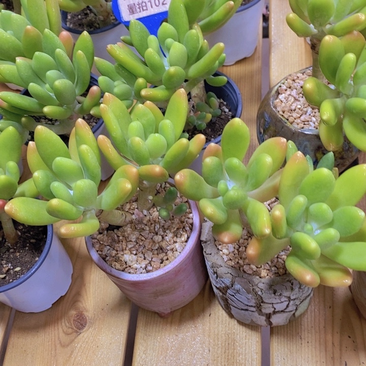 量拍102号 老桩金蝉一盆