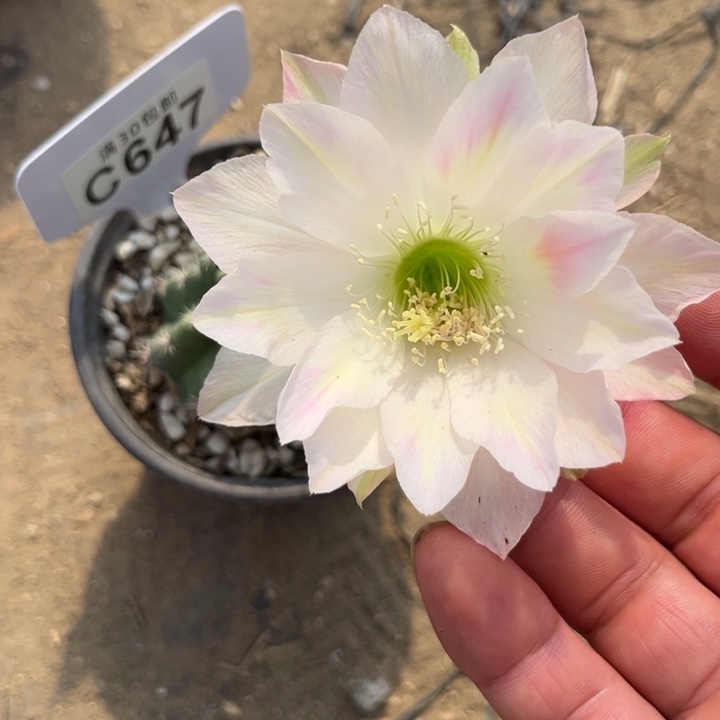 丽花福利一物一拍C647