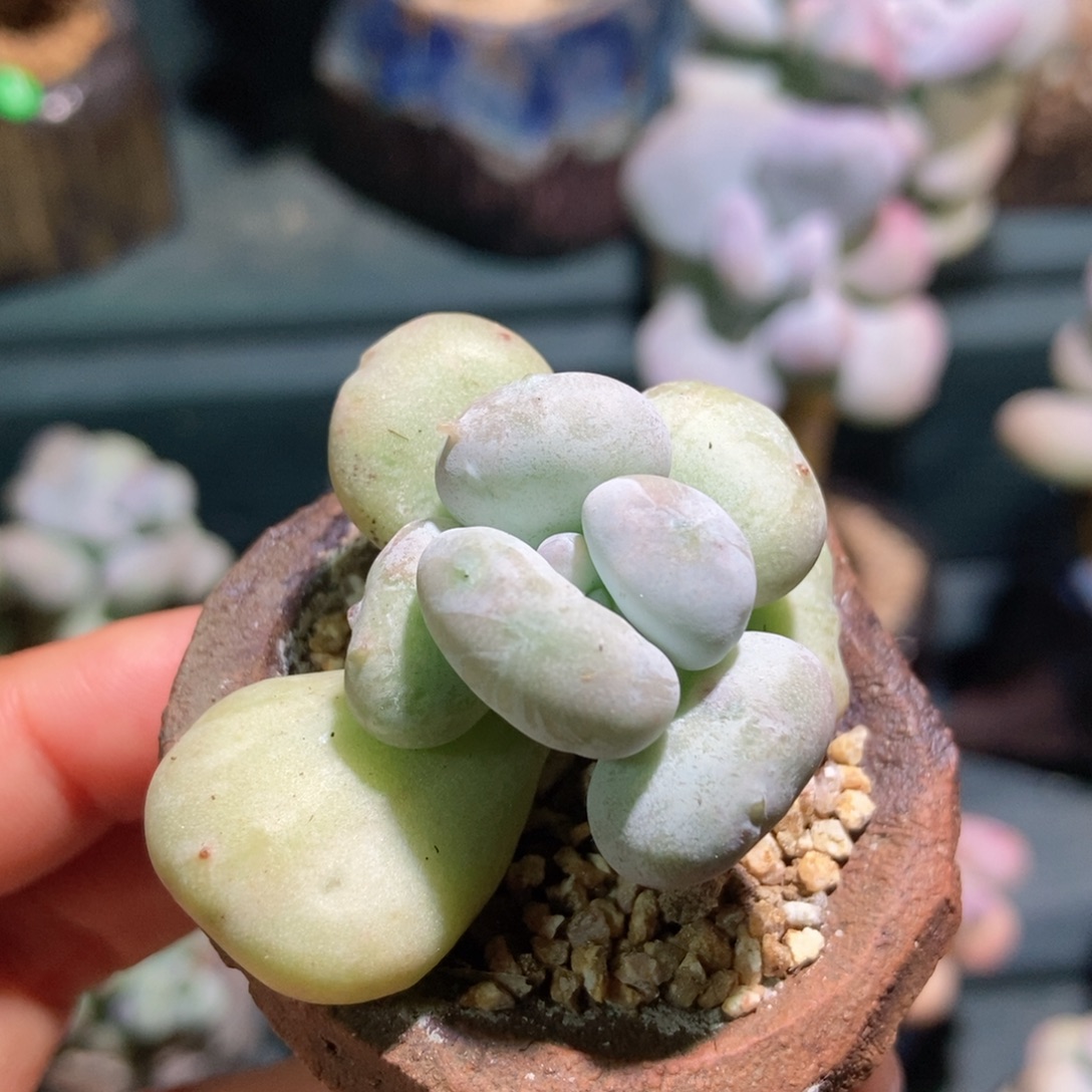 油煎丸子一物一拍