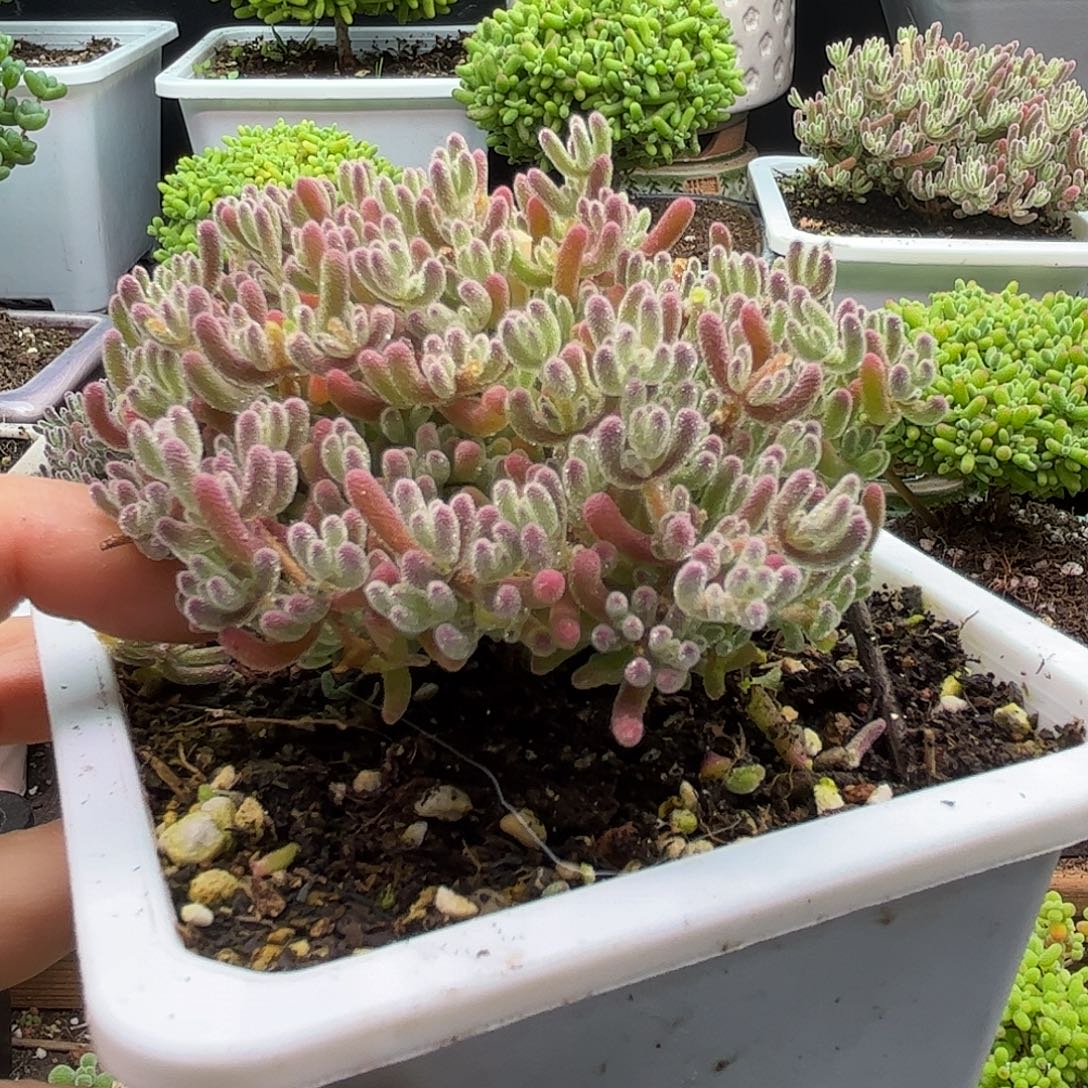 珊***️粉冰晶优选枝干番杏