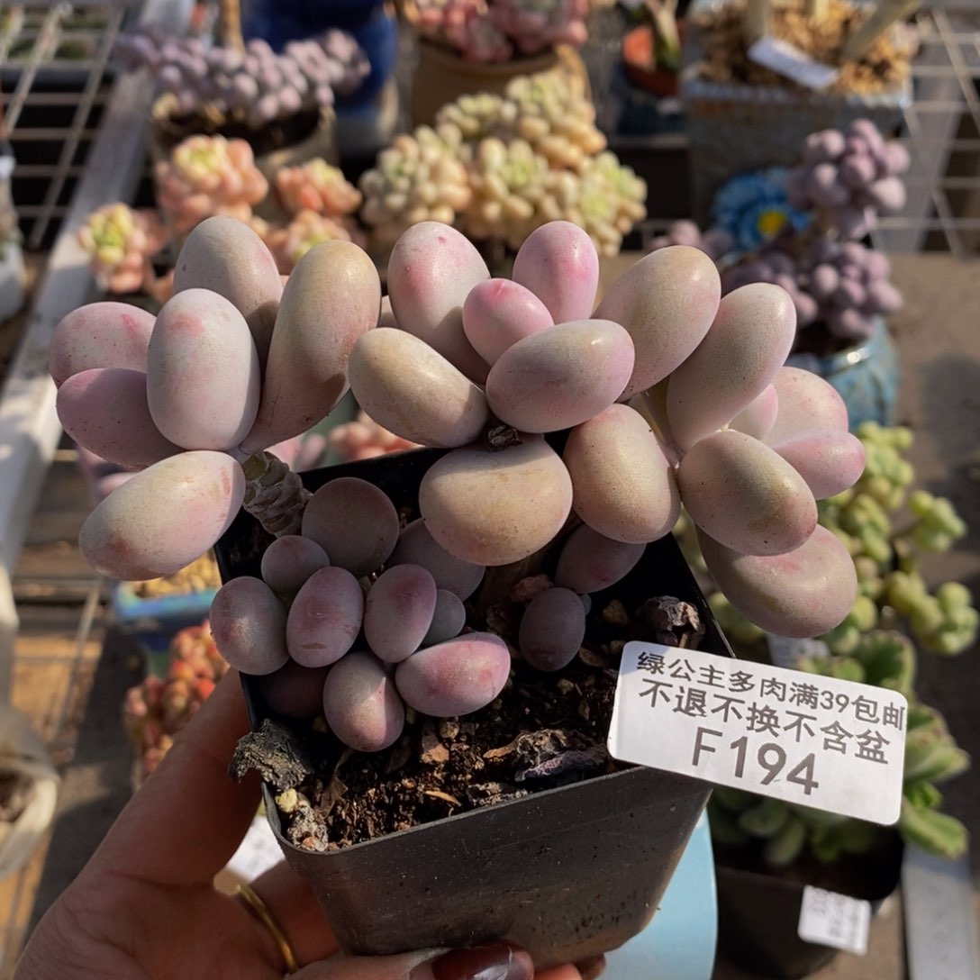 腰子桃蛋194/9v m