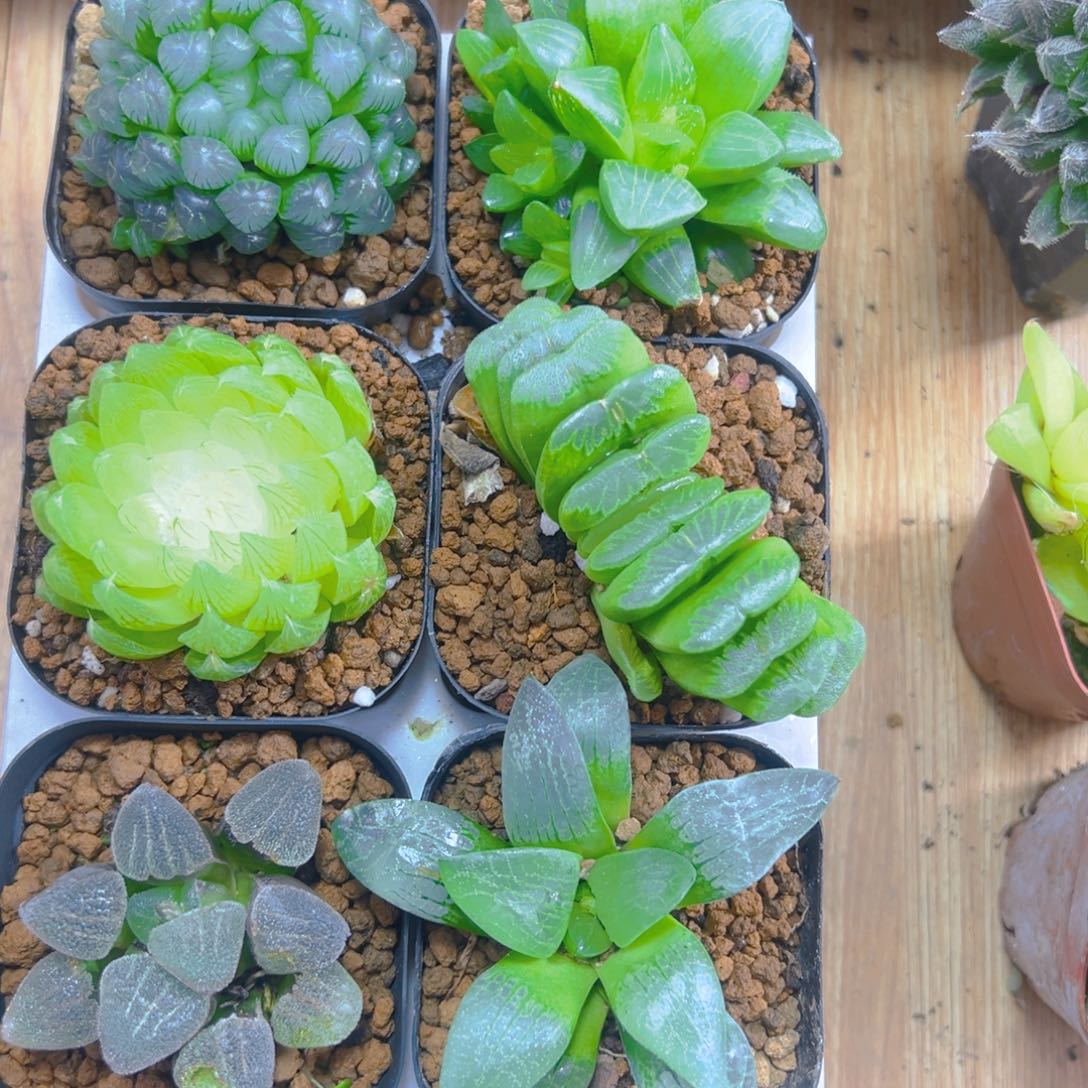 新人套餐玉露多肉6颗