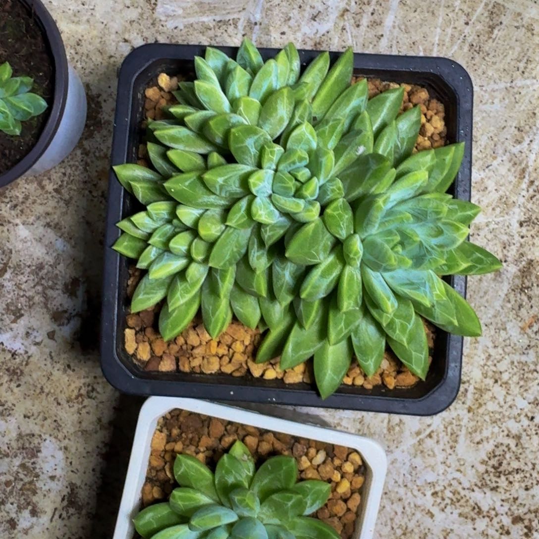 水晶萝莉 4头 一物一拍