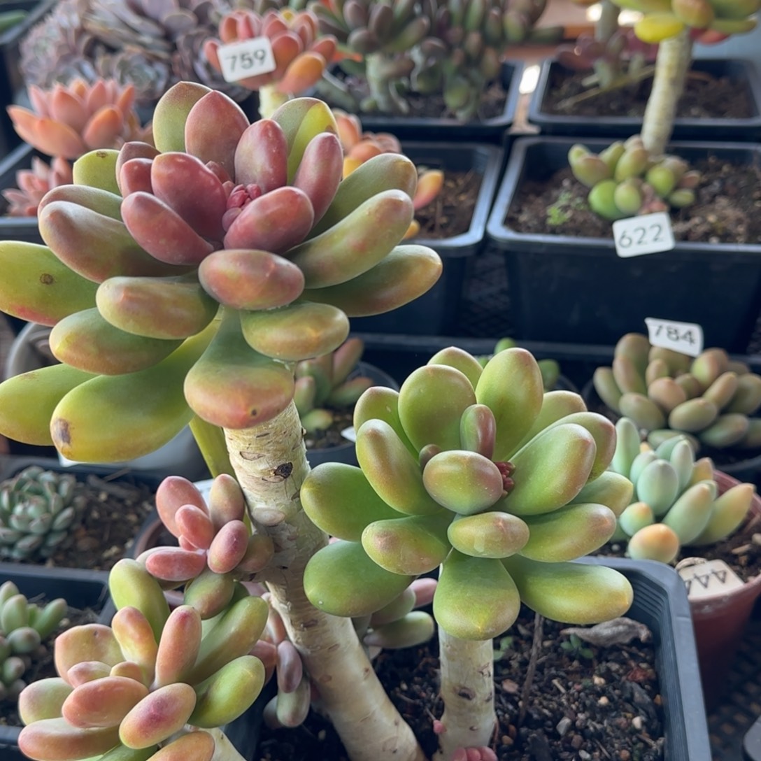 杜***！810号一物一拍一物一拍