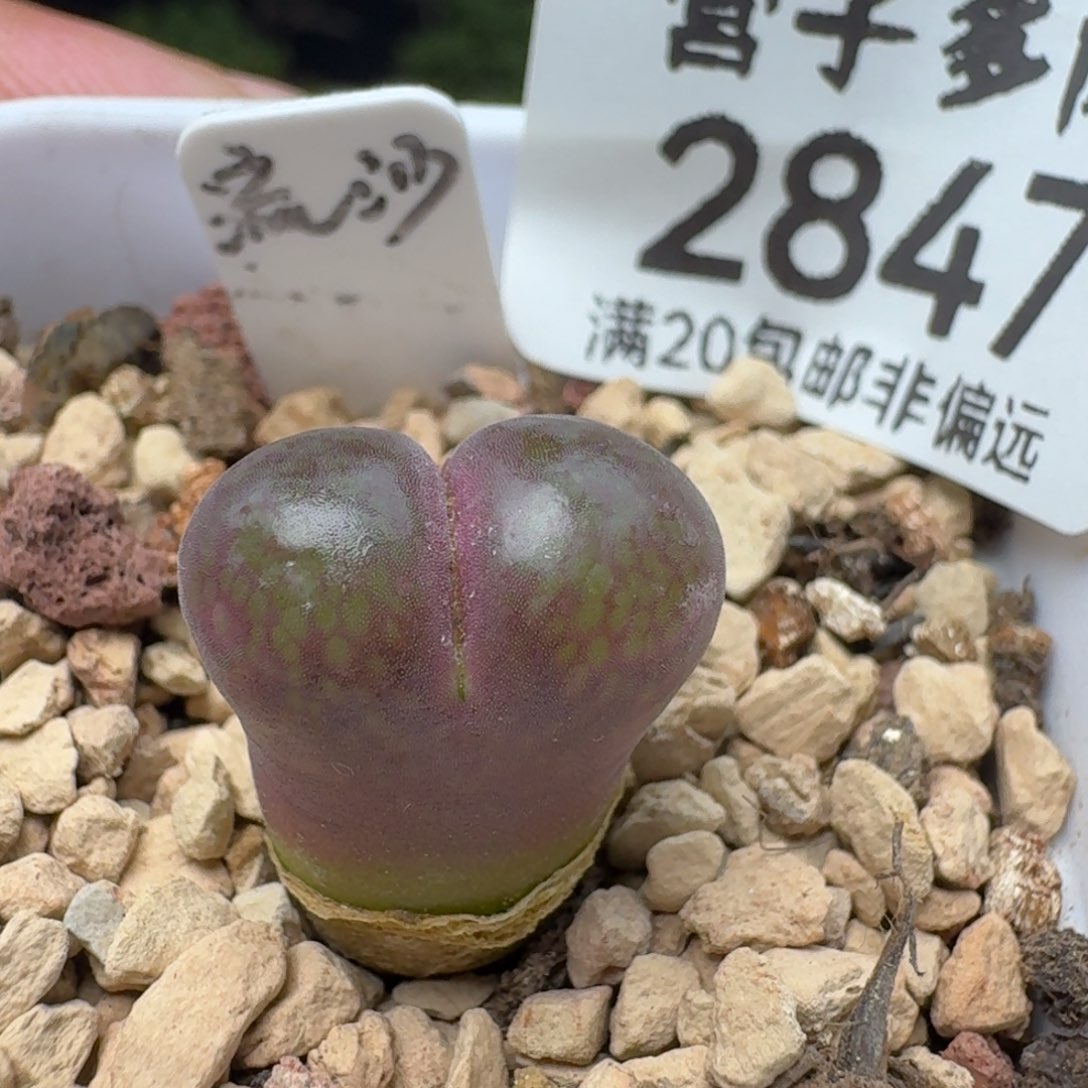 红流沙带盆土。       
