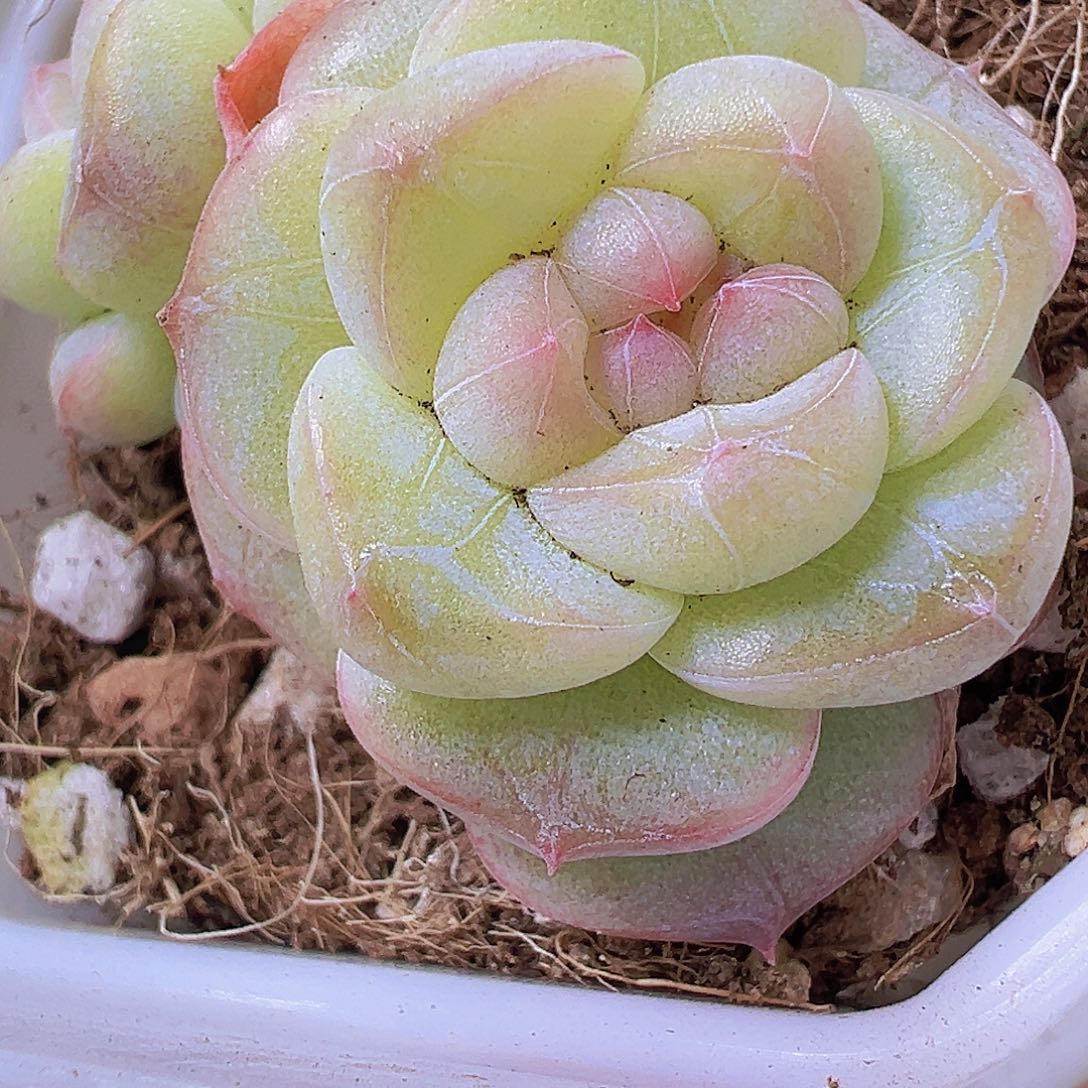 双头纹星19包邮多肉植物
