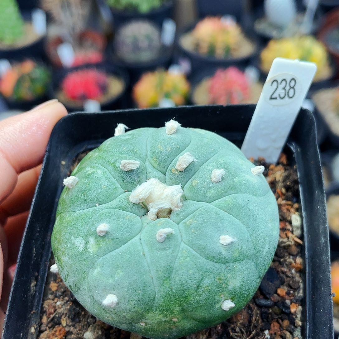 非偏远地区满25包邮仙人球