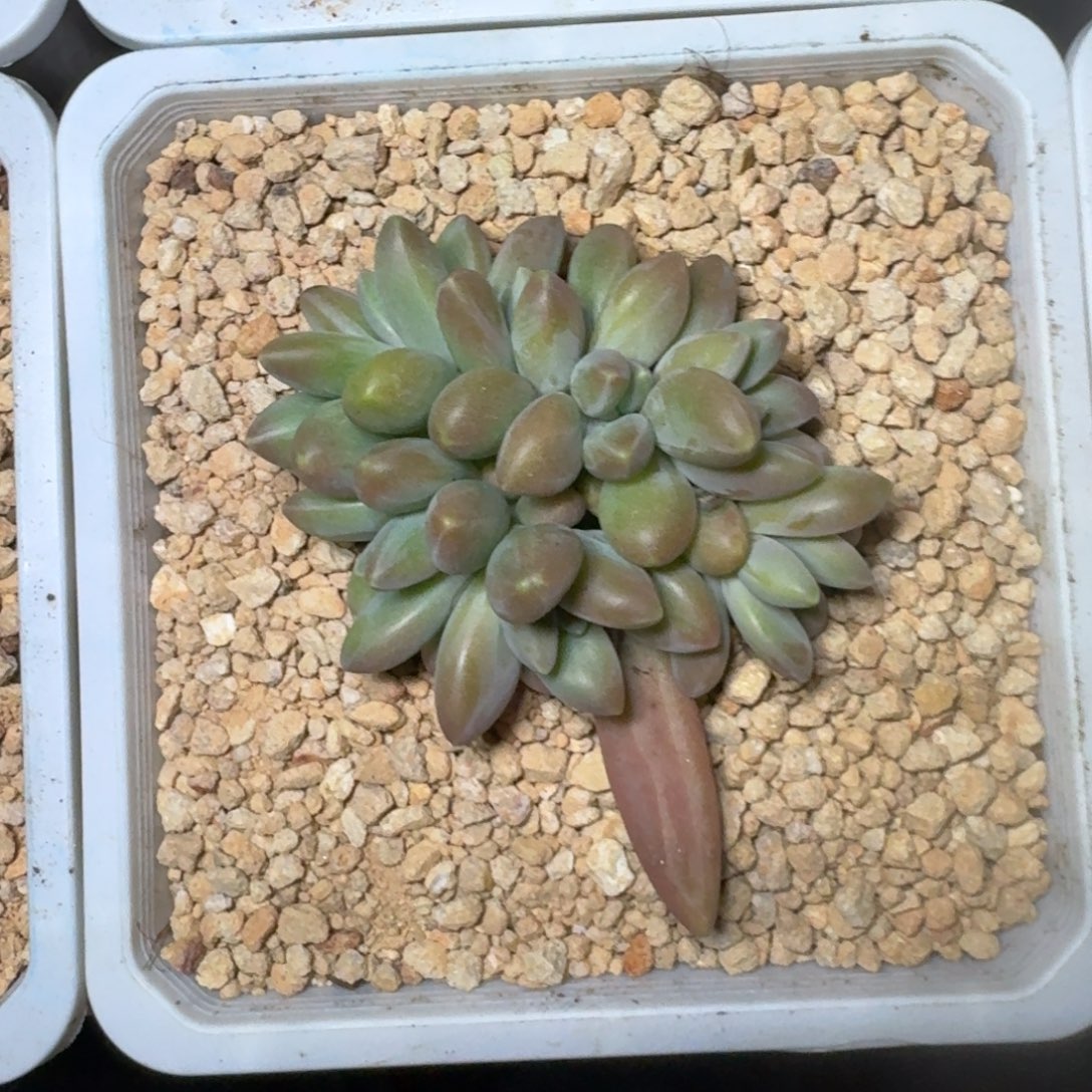 戴蒙德 群生 一物一拍
