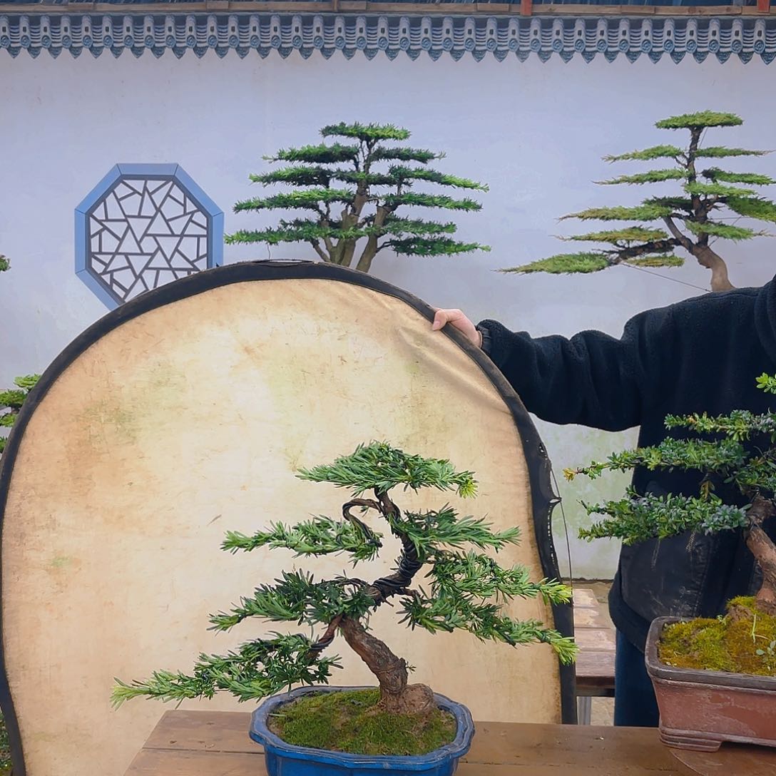 木小叶罗汉松带盆