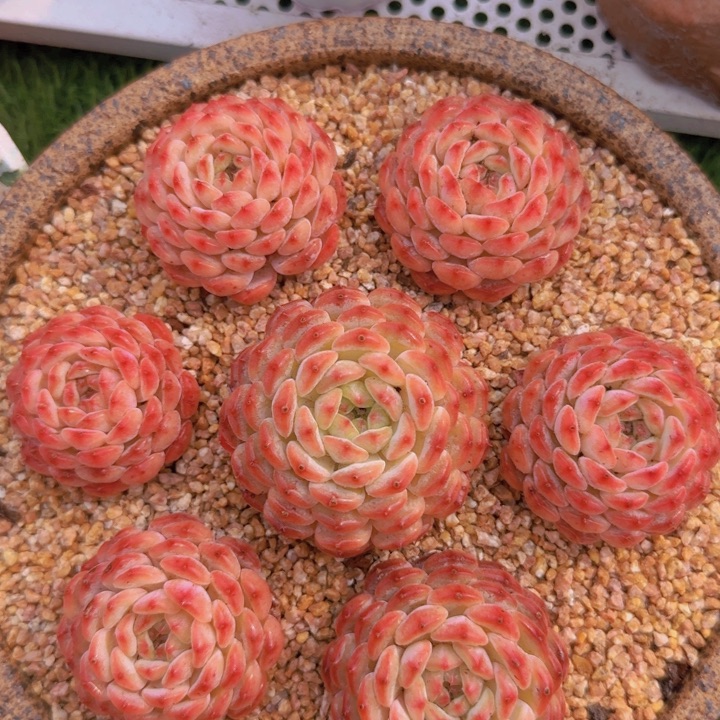 白胖子组合到手七颗