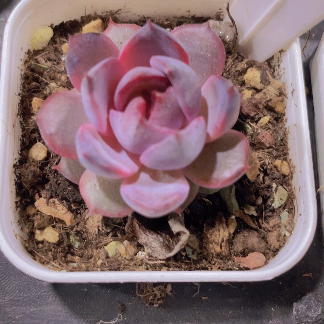 黑澄e024一物一拍