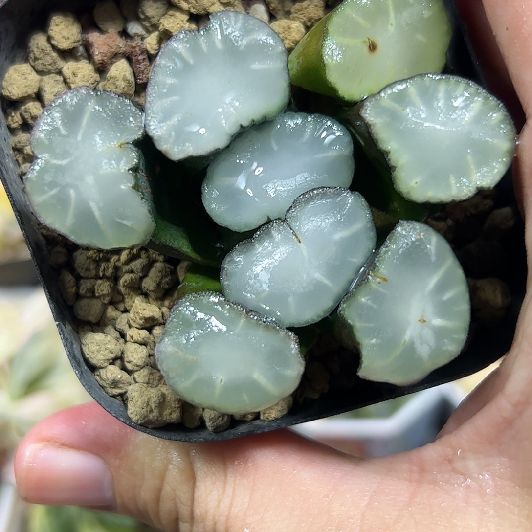 盐湖城万象十二卷多肉