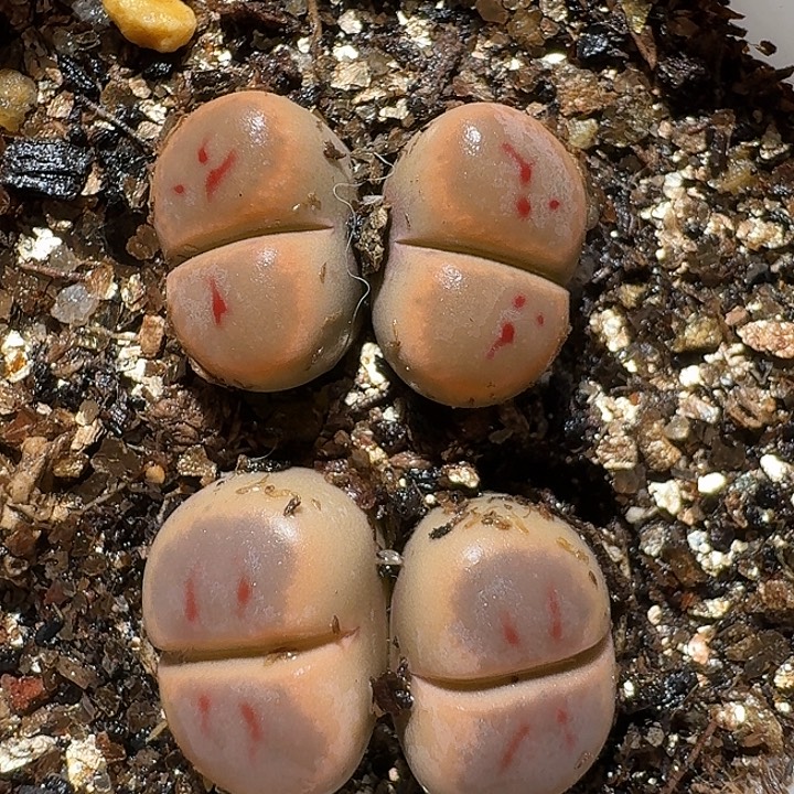 生石花11111112。   305