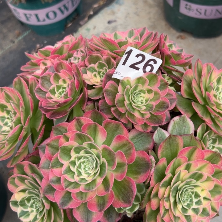 126海王22厘米左右