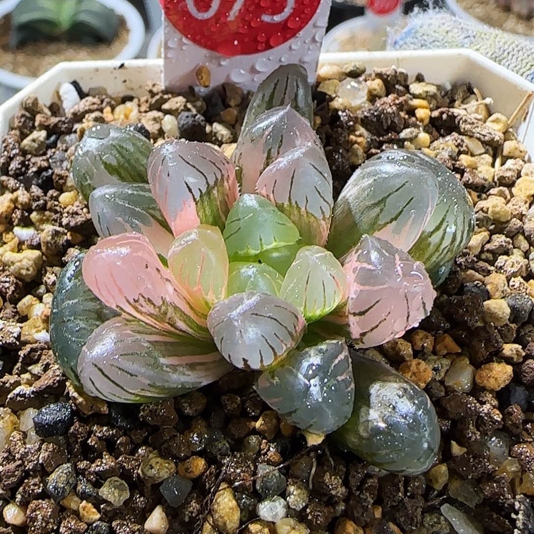 675号非组冰灯玉露锦 4.5 厘米左右一物一拍带盆发货