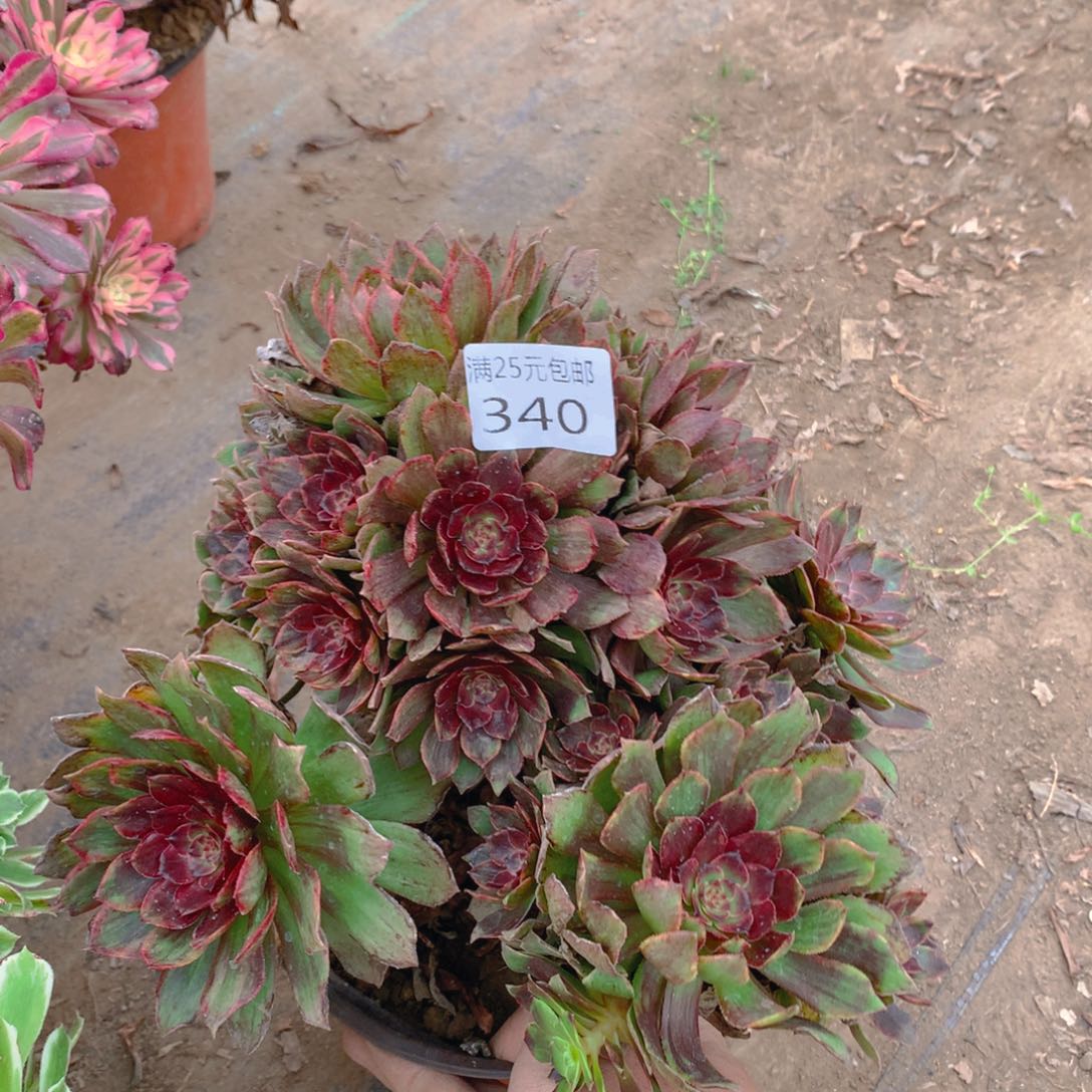 340红丝绒老桩多肉植物