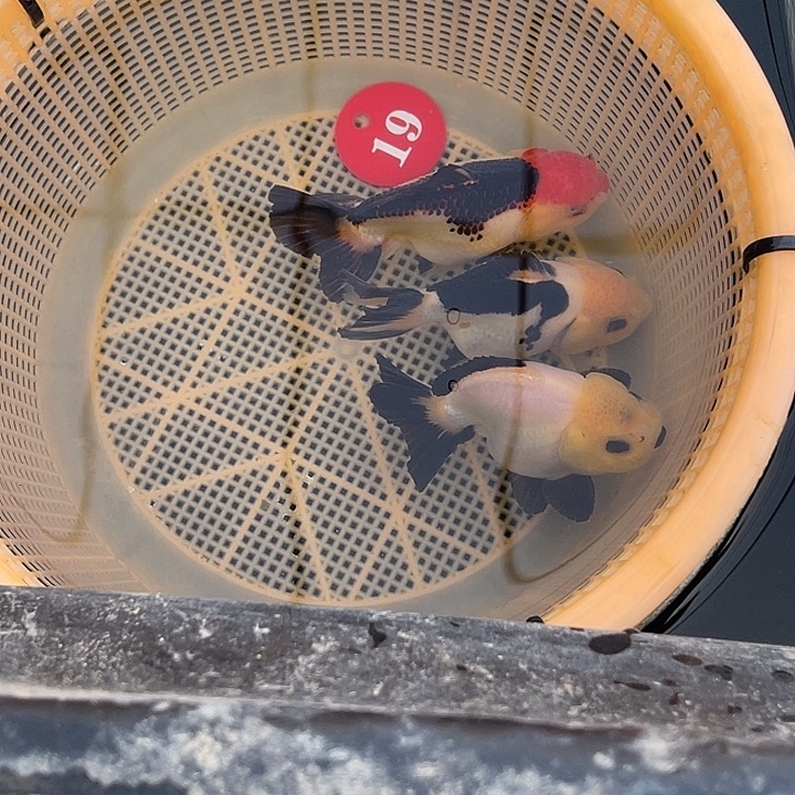 金鱼加鱼一条链接