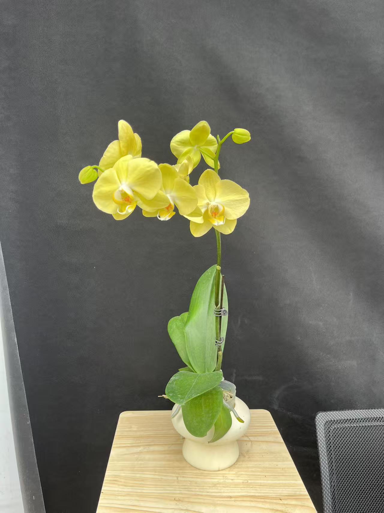 森境【青睐】蝴蝶兰(全花状态）