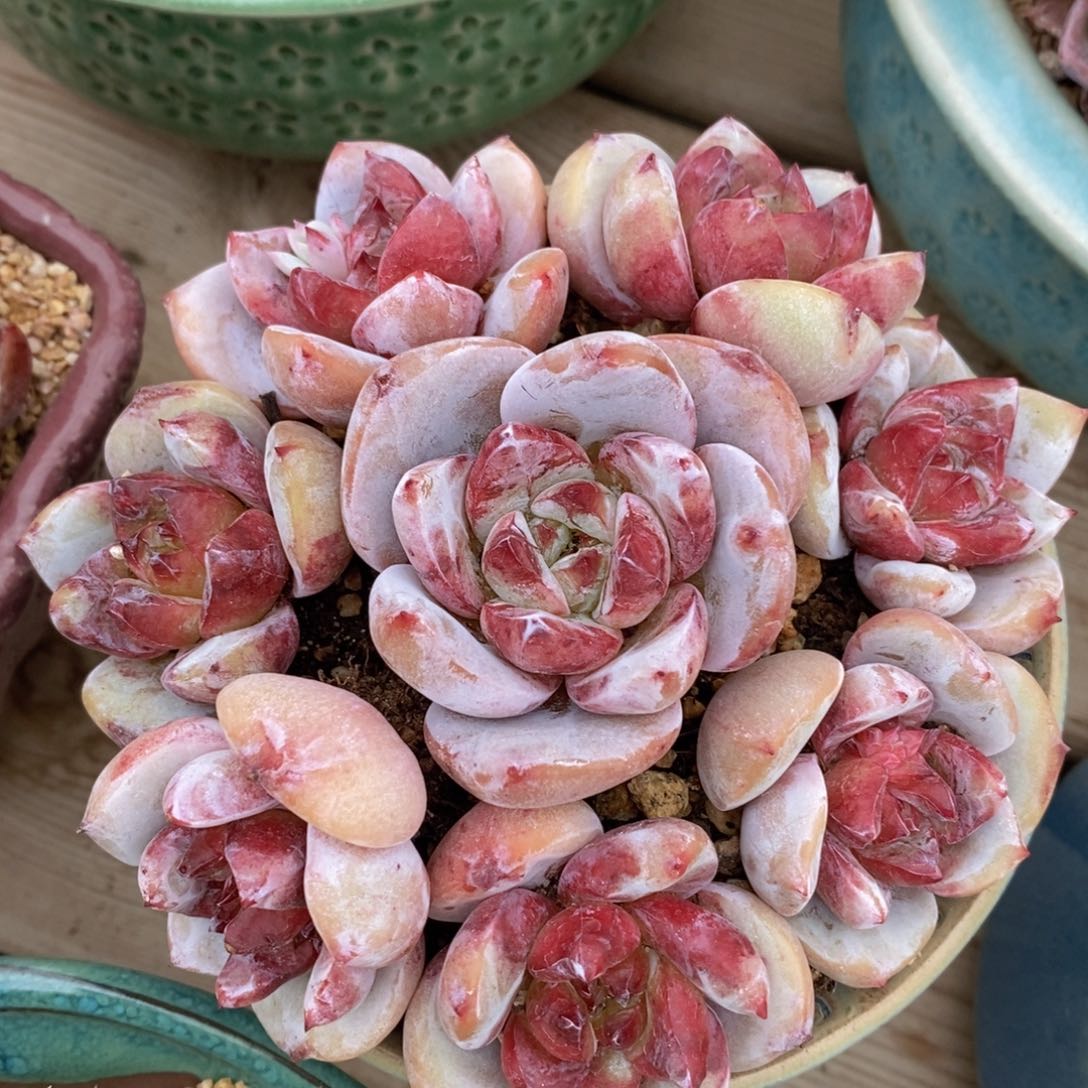 一物一拍精品多肉_拼盘