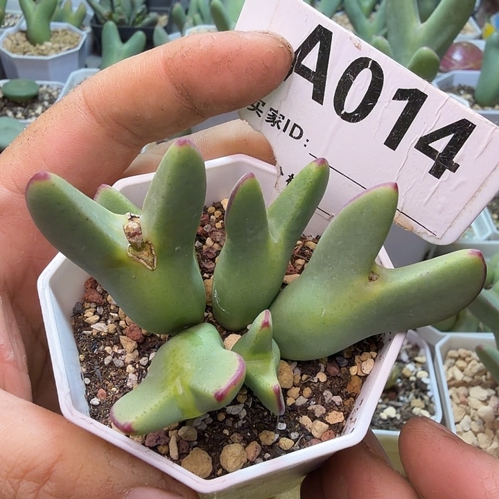 014。满38包邮肉锥