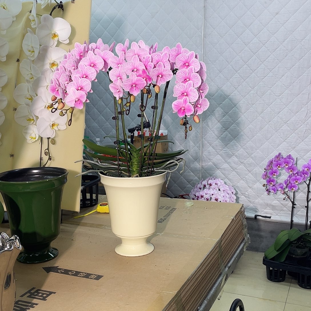 无花朵含盆白天鹅粉色