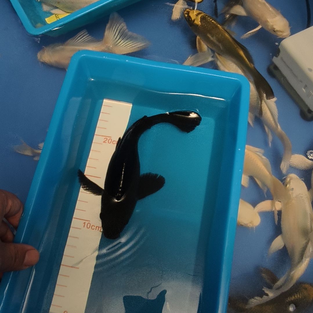 蝴蝶鲤鱼墨蝶蝴蝶鲤