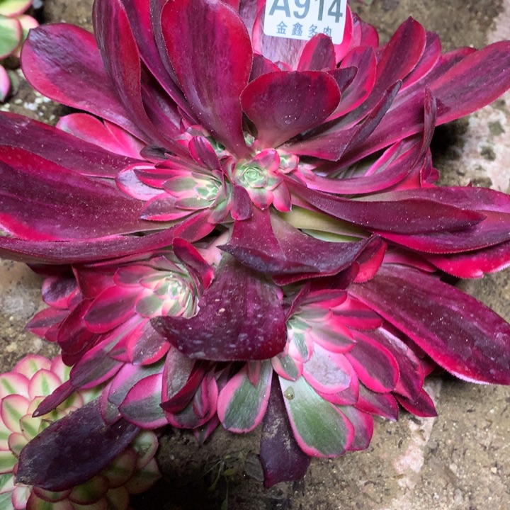 914多肉植物一物一拍