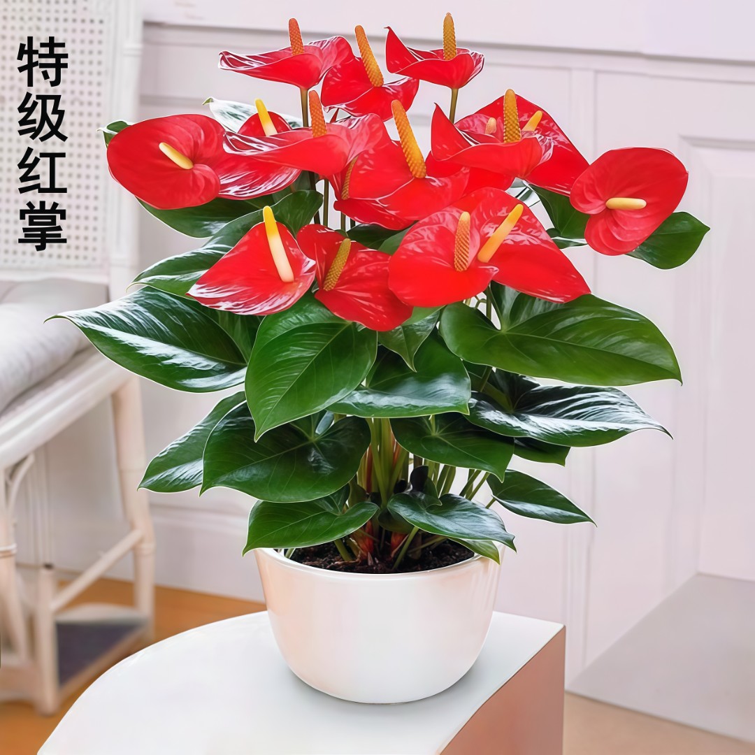 特级红掌四季开花客厅盆栽水培植物净化空气花卉一帆风顺白掌绿植