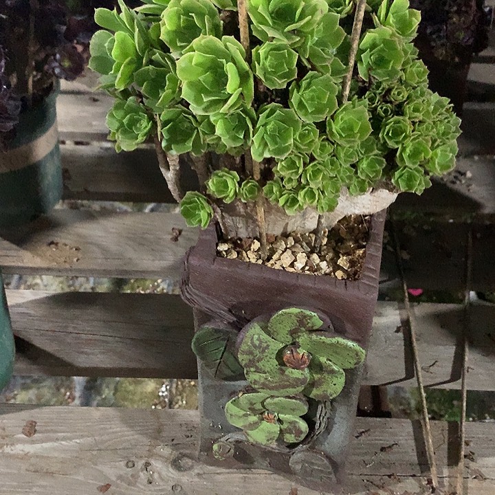 雪****101绿杨蓉朵朵一颗