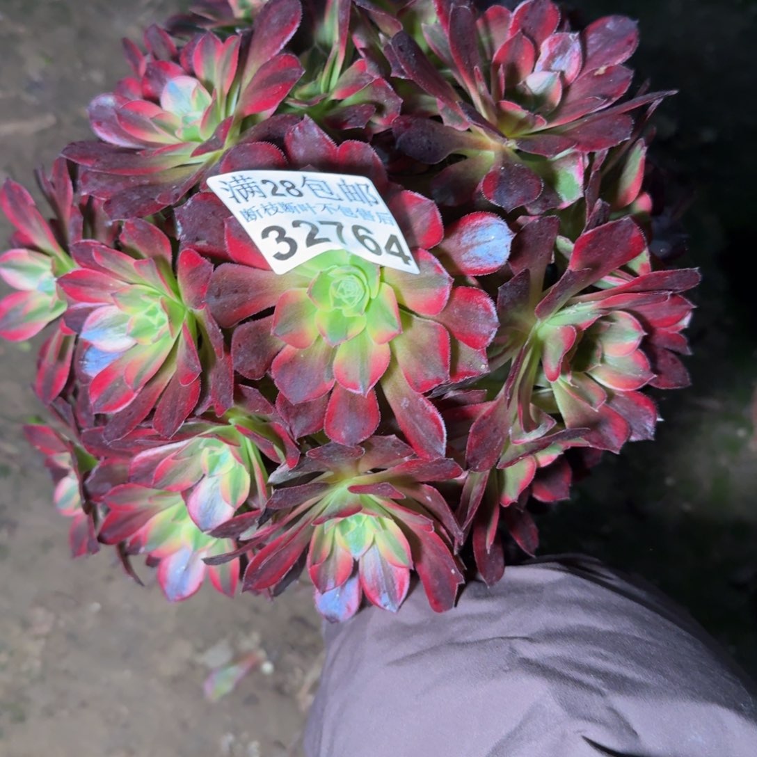 32764安娜多肉植物