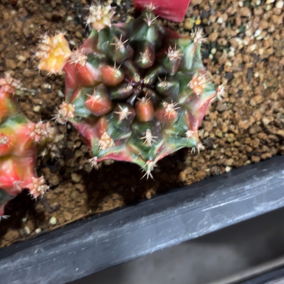 102-1219泰国发货多肉