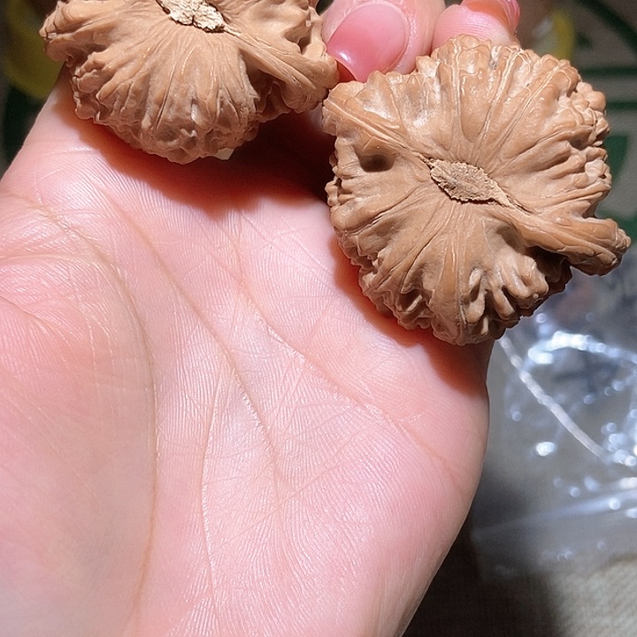 45尺寸白狮子！好运连连