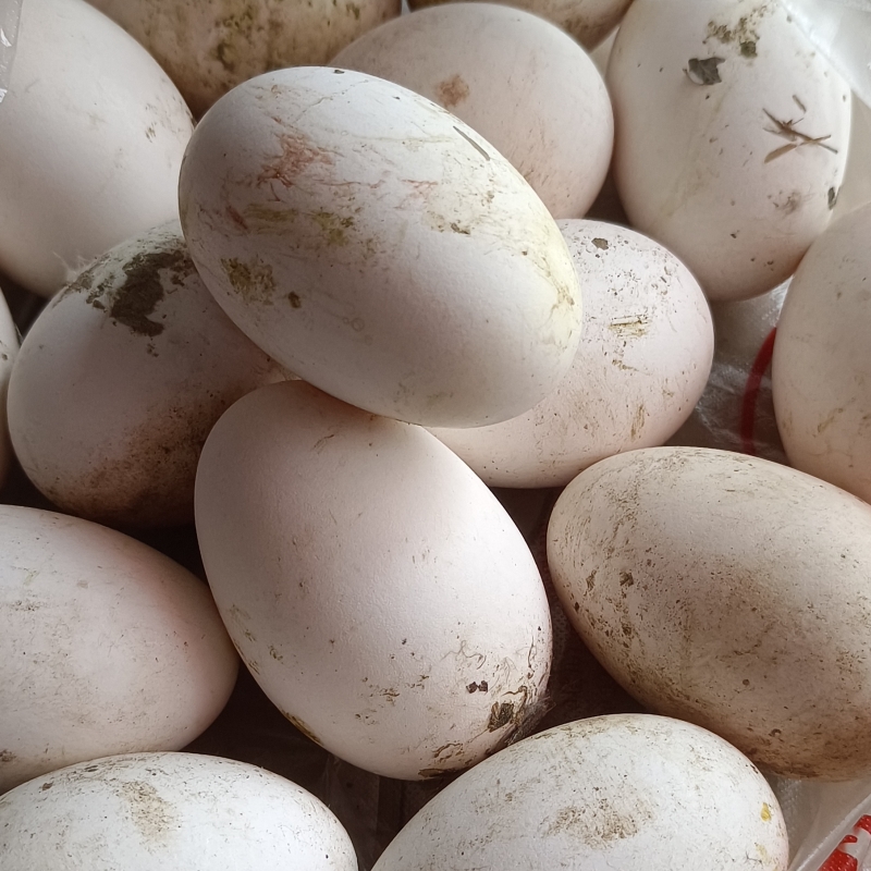 四川农家散养土鹅蛋现捡现发新鲜鹅鸭蛋农户放养粮食鹅蛋12枚