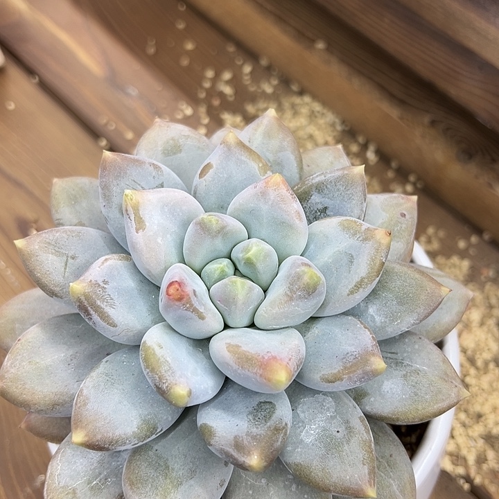 哥特萝莉单头一颗