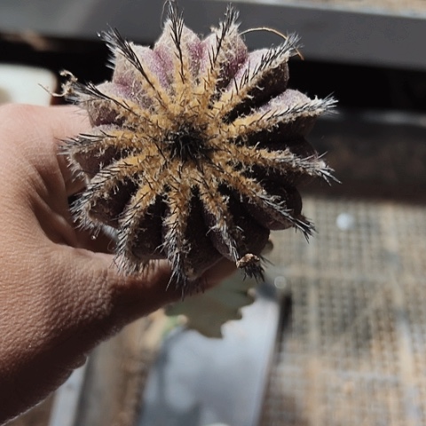 903仙人球瑕疵嫁接的