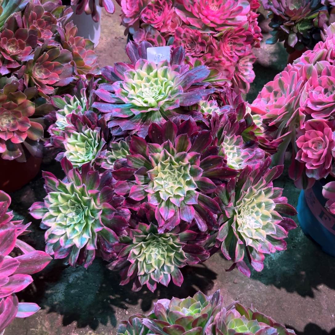 多肉植物天合602