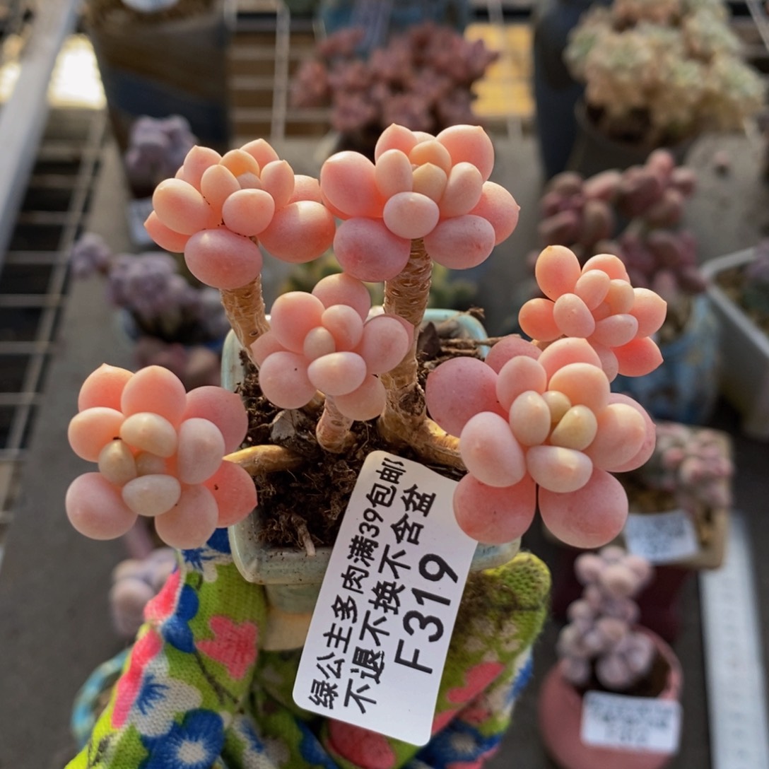 鱼子酱319/7cm多肉