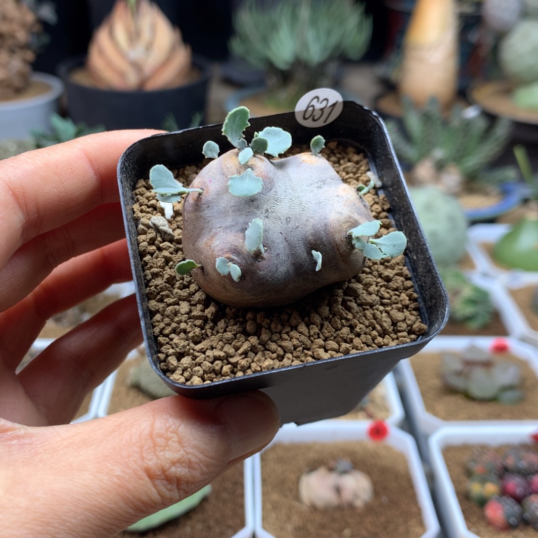 产地格加厚敦菊带盆631