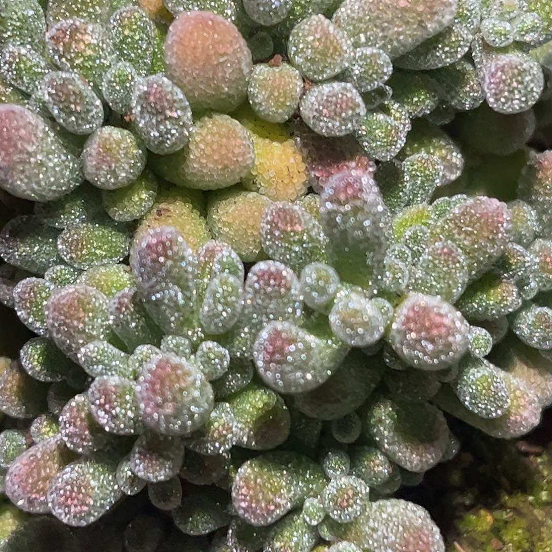 昕宝冰晶枝干番杏