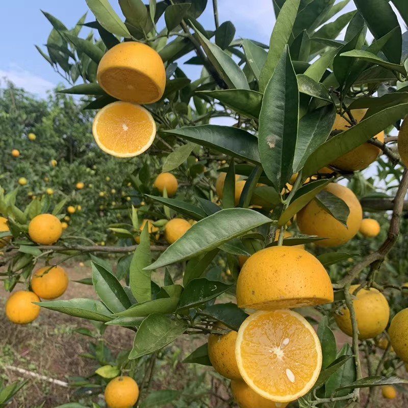 蕲品红 湖北蕲春特产橘子桔子广柑香橙柑橘新鲜时令水果橙子5斤